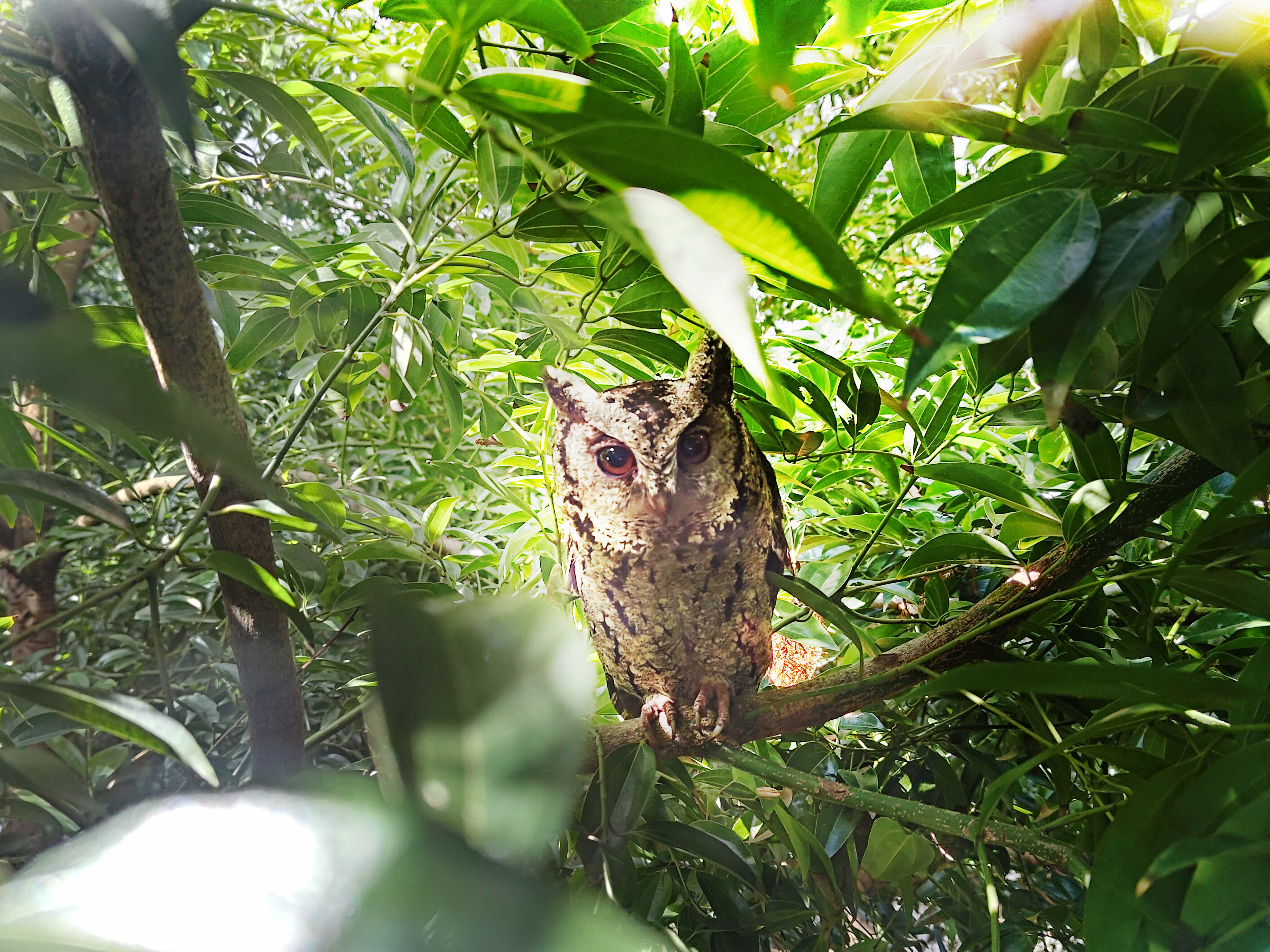 熊猫体育致力提倡净零绿生活，16年以来在全球各厂区植树逾百万棵，造就各厂区树木蔚然成林，犹如森林工厂，成为许多生物的栖息地